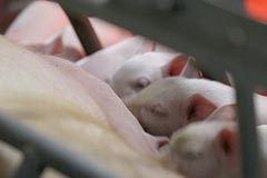 雲仙しまばら豚：生産農場・宮崎養豚場の飼育風景
